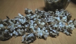 Thực hư 'thần dược' trứng kiến gai đen triệu đồng/kg