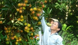 Vụ mùa 2015, chôm chôm miền Trung đắt giá