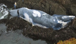 Xác cá voi xanh khổng lồ dài 24m sóng đánh dạt vào bờ