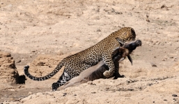 Báo đốm rượt đuổi tóm gọn linh dương chỉ với một nhát cắn