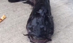 Bắt được cá trê 3 mắt gần nhà máy hạt nhân 