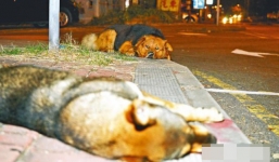 Xúc động với hình ảnh chú chó nằm cạnh bạn đã chết suốt đêm