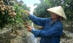 Mô hình trồng cây xen canh thu hàng trăm triệu đồng/vụ