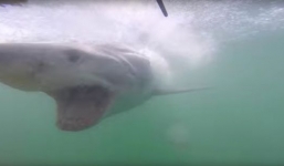 Video: Du khách may mắn thoát khỏi hàm cá mập trong gang tấc