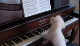 Cún con trổ tài chơi piano điêu luyện