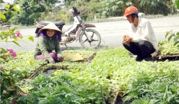 Bán cây giống phục vụ Tết, nông dân lãi triệu đồng/ngày