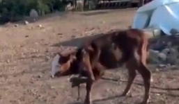 Cận cảnh chú bê có 2 chân mọc ra từ cổ