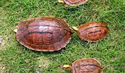 'Rùa thần' 300 triệu/kg bị săn lùng bán sang Trung Quốc