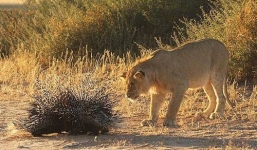 Màn đấu sức gay cấn giữa sư tử và nhím