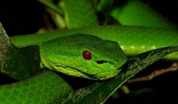 Rắn lục đuôi đỏ cắn nhiều người hái cà phê ở Đắk Lắk