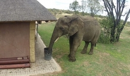 Thú vị với hình ảnh chú voi tự nhặt rác cho vào thùng