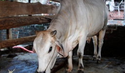 Vỗ béo bò bằng bã rượu, thu trăm triệu mỗi năm