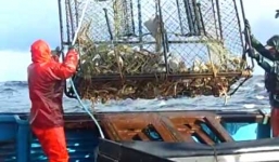 Mục sở thị màn đánh bắt cua ghẹ trên biển