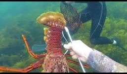 Cách đánh bắt loài tôm tùm ở vịnh san hô