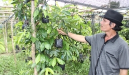 Trồng cây giống, lão nông thu hơn 1 tỷ đồng/ năm