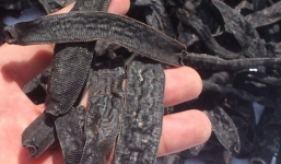 Bắt giữ 72 kg đỉa sấy khô vận chuyển vào Việt Nam