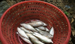 Cá niên Quảng Ngãi khan hiếm hơn nửa triệu 1kg