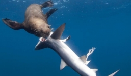 Video: Cận cảnh hải cẩu nổi giận tấn công cá mập