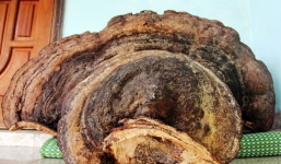 Cây nấm linh chi khổng lồ, trả gần trăm triệu không bán ở Nghệ An