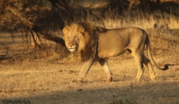 Sư tử 'cướp trắng' con mồi báo mẹ vừa kiếm về cho đàn con đói