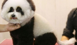 Video: Trào lưu tỉa tót lông cho chó để giống gấu trúc ở Trung Quốc