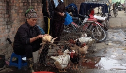 Việt Nam đối diện với nguy cơ nhiễm cúm gia cầm từ Trung Quốc