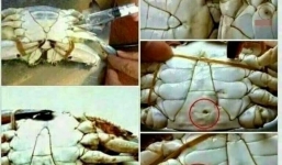 Gia cầm ăn vàng ô, cua ghẹ tiêm chất bảo quản khiến người dùng lo sợ