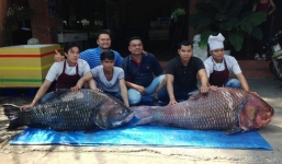 Ngư dân bắt được cặp cá hô khủng nặng 240kg 