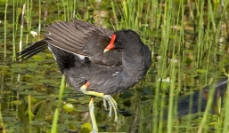 Sâm cầm, bút mạ vàng làm quà tặng 20/11