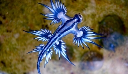 Video: Sinh vật kỳ lạ dạt vào bờ biển Úc