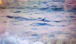 Xuất hiện cá lạ nặng khoảng 1 tấn, cấm người dân tắm ở biển Tuy Hòa