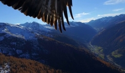 Đại bàng hung dữ tấn công, chộp gọn máy bay không người lái về tổ