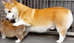 Hài hước với hình ảnh chó lớn dạy chó con cách ngồi