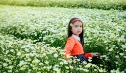 Ngẩn ngơ ngắm cúc họa mi về làm say lòng bao người