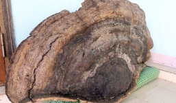 Nấm linh chi khổng lồ ở Nghệ An đã bán với giá gần trăm triệu