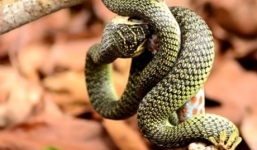 Cận cảnh rắn nuốt chửng tắc kè hoa trong tích tắc