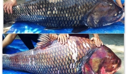 Video: Cận cảnh cặp cá hô “khủng” 240kg giá trăm triệu