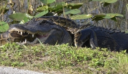 Video: Cận cảnh chú cá sấu quằn quại nằm trong vòng xiết của trăn khổng lồ