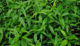 Cây mảnh cộng (cây bìm bịp) và những lợi ích bất ngờ 