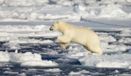 Gấu trắng phục kích tung cú vồ hạ gục hải cẩu trong chớp mắt