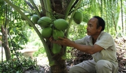 Dừa sáp 200 nghìn đồng/quả đắt khách, nông dân thu lãi