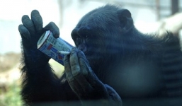 Video: Đười ươi bị ép hút thuốc lá