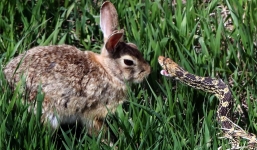 Thỏ con đơn độc 'quyết chiến' đánh bại rắn hổ trâu