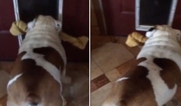 Video: Thú vị với hình ảnh chú chó loay hoay đưa khúc xương ra khỏi cửa