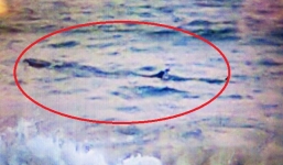 Tin tức mới nhất ngày 19/11: Thông tin mới vụ cá 'khủng' 1 tấn ở biển Phú Yên