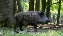 Tin tức mới nhất ngày 20/11: Lợn rừng nặng 100kg cắn chết thợ săn ở Nghệ An