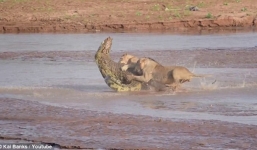 Cá sấu hung dữ đối đầu với ba con sư tử để giành mồi