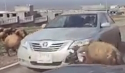 Lái xe 'dở khóc dở cười' vì chú cừu hiếu động húc vỡ đèn ô tô