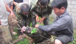 Lợn rừng gần 100kg cắn chết thợ săn ở Nghệ An