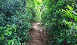 Phát hiện thầy giáo tử vong trong tư thế treo cổ giữa vườn nhãn